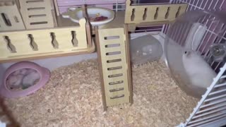 😂🛌 Hilarious Cat Orders a Sleep! | FunFM