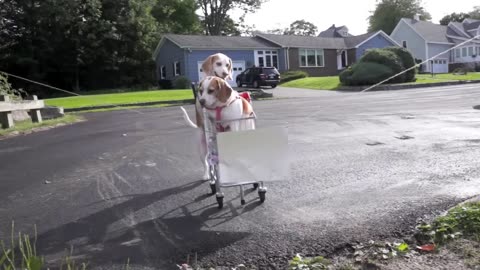 Dogs' Epic Shopping ...