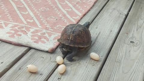 turtle dropping eggs