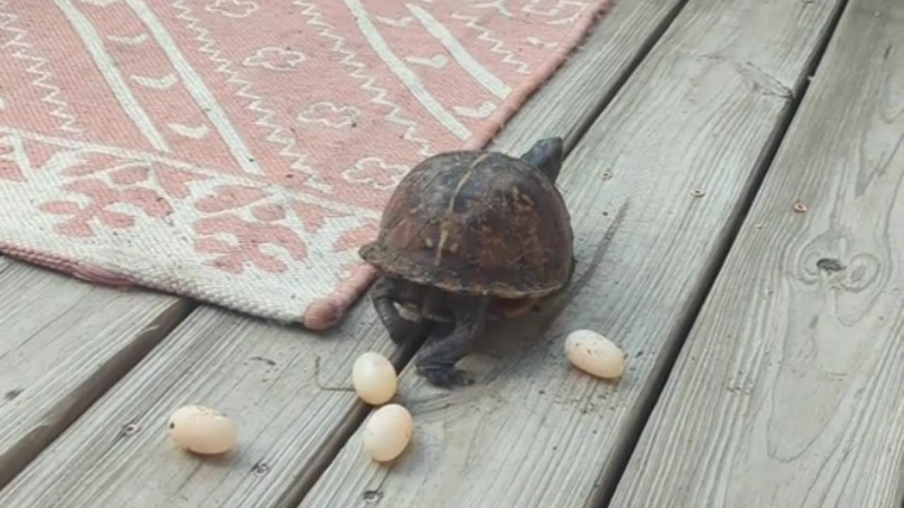 turtle dropping eggs