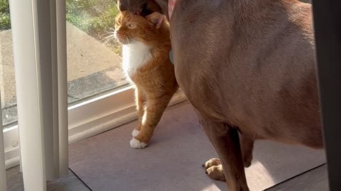 Cat Crushes On Labrador