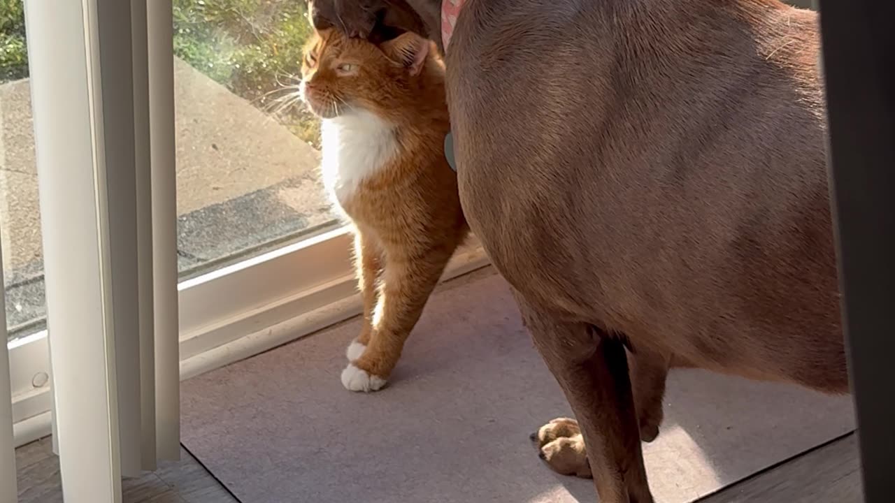 Cat Crushes On Labrador