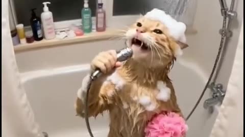 Singing Cat in the Shower