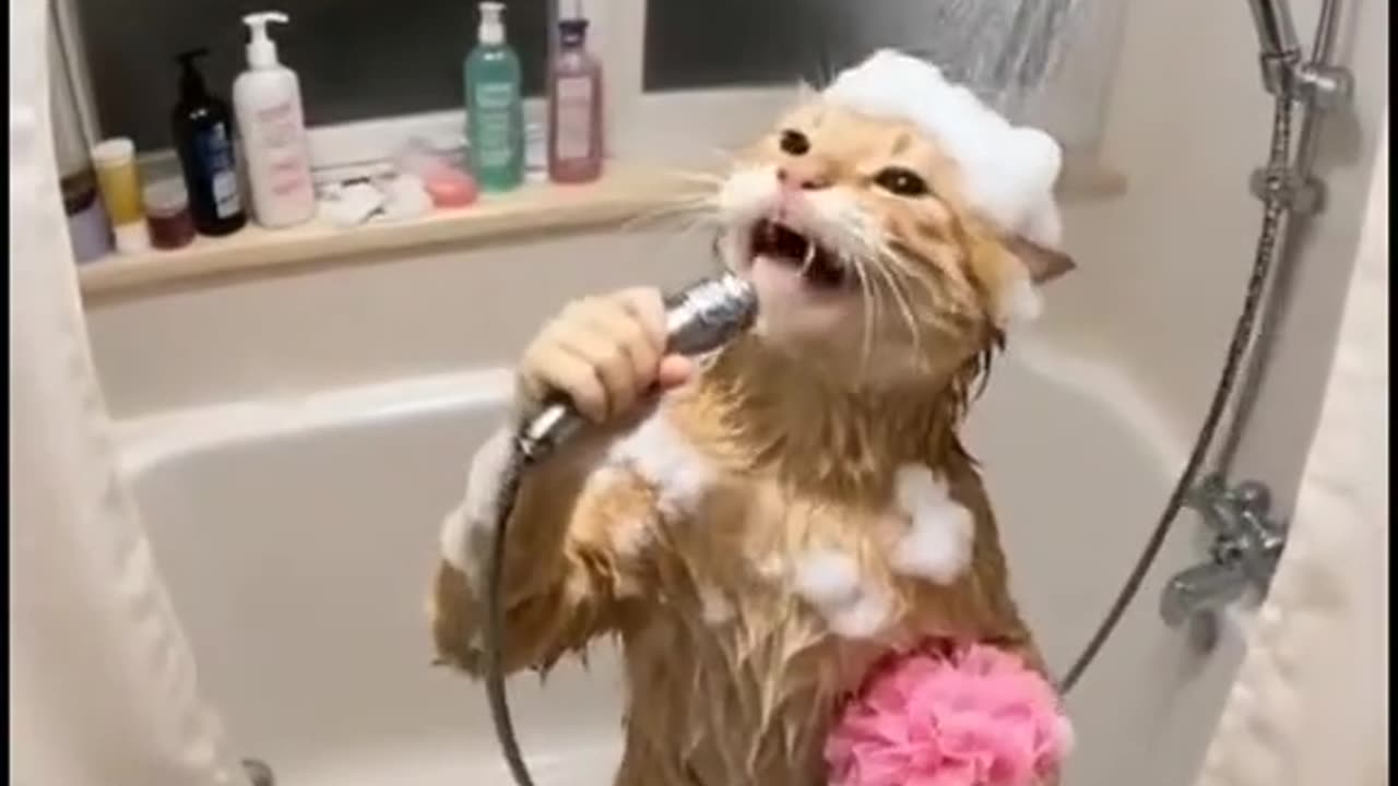 Singing Cat in the Shower
