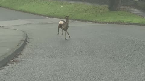 Deer Flips Over Tall Cemetery Fence