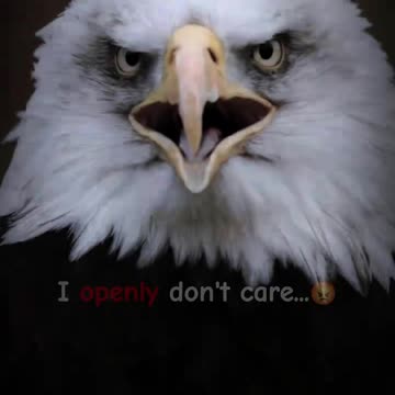 Biggest guilt || Eagle 🦅 Attitude || True lines || Motivational Status #shorts #motivationalquotes