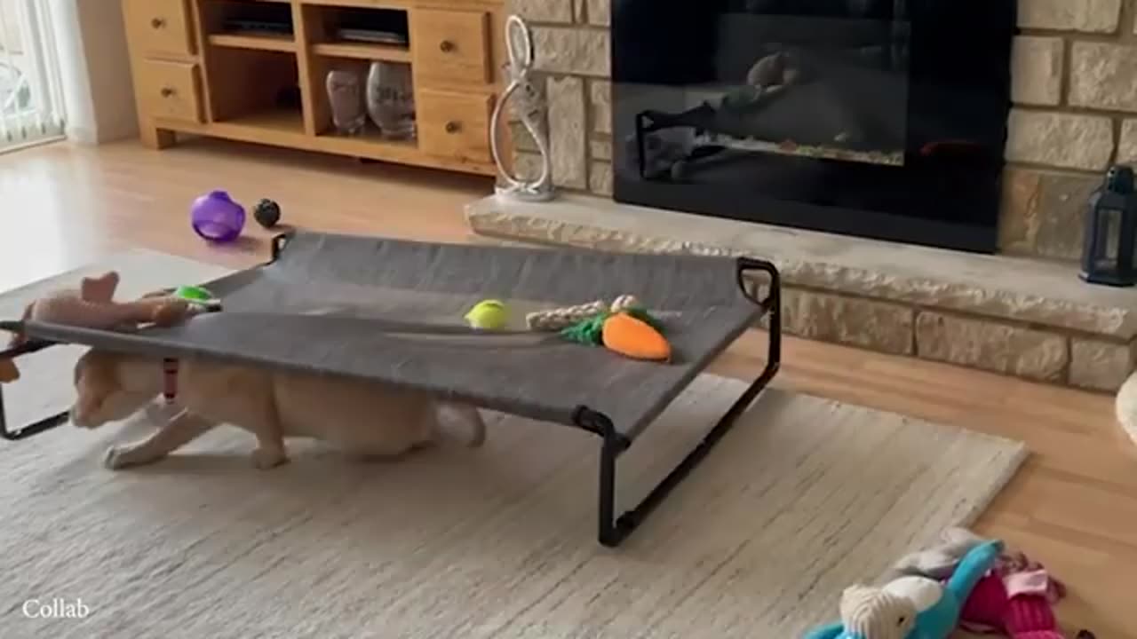 funny animal video