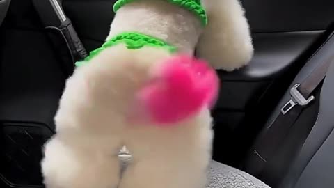 Cute Animals Doing Funny Things 😂 Try Not to Laugh 1