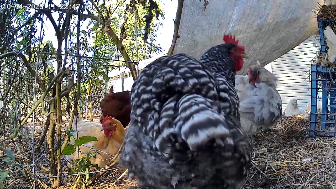 Leisurely Hens!
