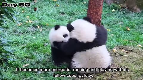 Raising 20 Newborn Panda Cubs for 20 Days.Here’s What Happened -The first 20 days of Newborn Animals