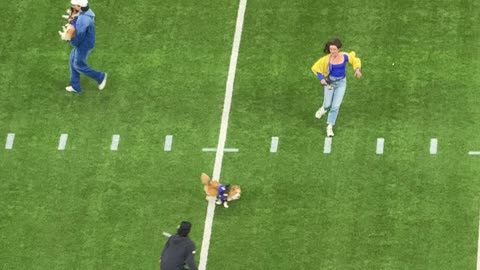 Corgi Race Gone Wrong