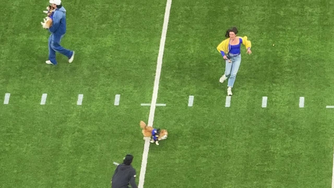 Corgi Race Gone Wrong