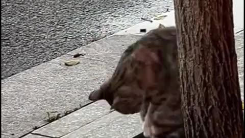 Funny Cat Moments_ Unmissable Hilarious Cat Antics! #shorts #funnycats #catvideos