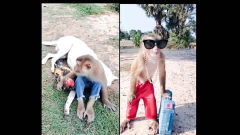 "Monkey, Dog, and Chicken in a Hilarious Adventure | Funny Animal Video"