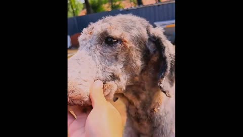This dog lived locked up for three years, forgotten by its owner.
