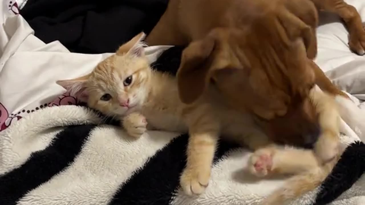 😊 🤭El 🐶#Perrito 🥰#Quiere 😍Mucho A la 🐯#Gatita.👍🏻