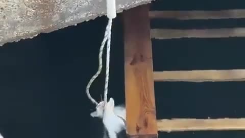 🤯✨ Wait For The Heartwarming Rescue! | FeedMyCuriosity