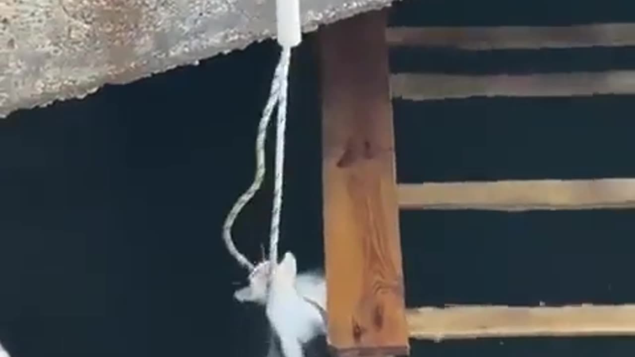 🤯✨ Wait For The Heartwarming Rescue! | FeedMyCuriosity