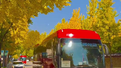 "Golden Leaves and Crisp Air: A Perfect Autumn Walk 🍂"
