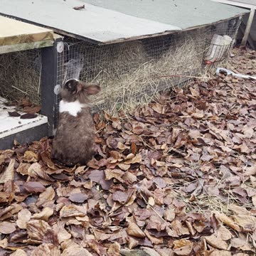 baby bunnies cuddled up together 🐇💞
