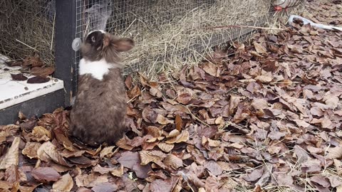 baby bunnies cuddled up together 🐇💞