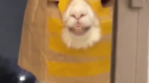 Llama the McHostess 😊😍