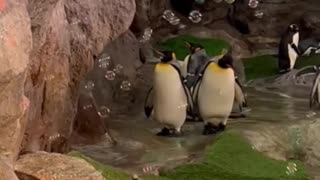 😂🐧 Penguin Loses It Over Bubbles! | FunFM