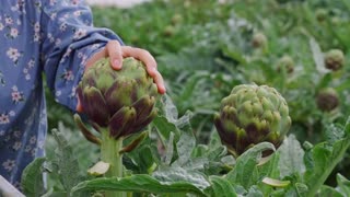 Breaking: The "King of Vegetables" — Artichoke: A Vegetable Most People Have Hea