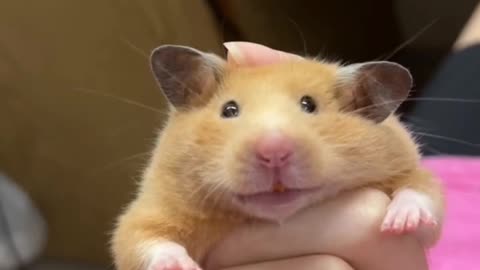 Funny mouse