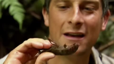 Bear Grylls’ Wildest Things Eaten | Man vs. Wild