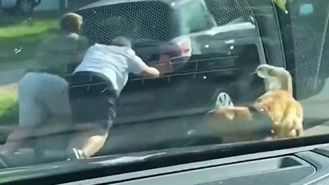 Dogs helping their owners