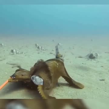 Octopus & Shark Fighting