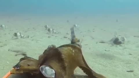 Octopus & Shark Fighting