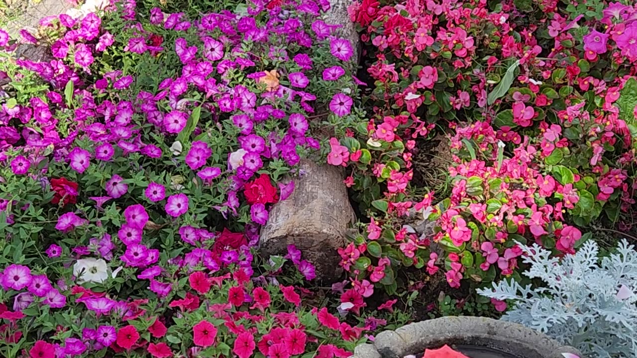 Mulching Blooms is the most fun,