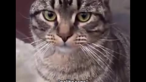 Angry cat
