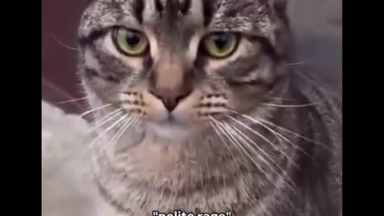 Angry cat