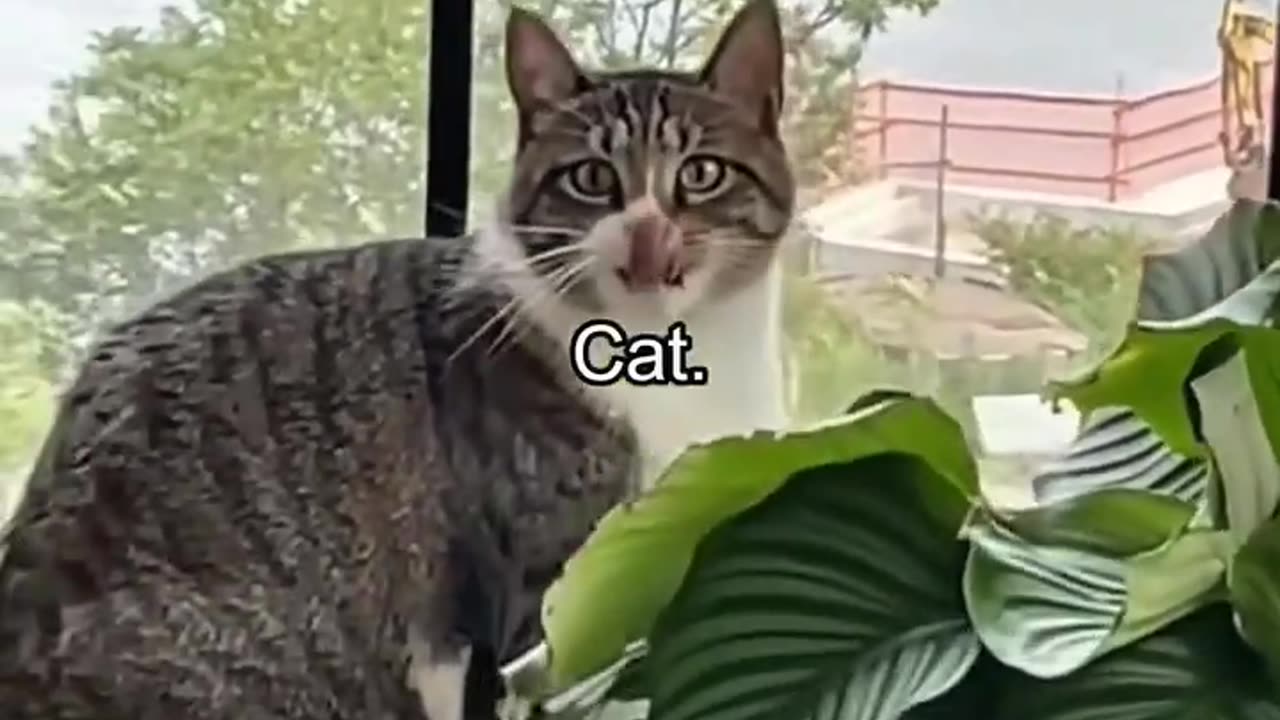 Smart Cats 🥰 Part 3 – Funniest Cat Moments! | Subscribe & Like for More Cute Cat Shorts
