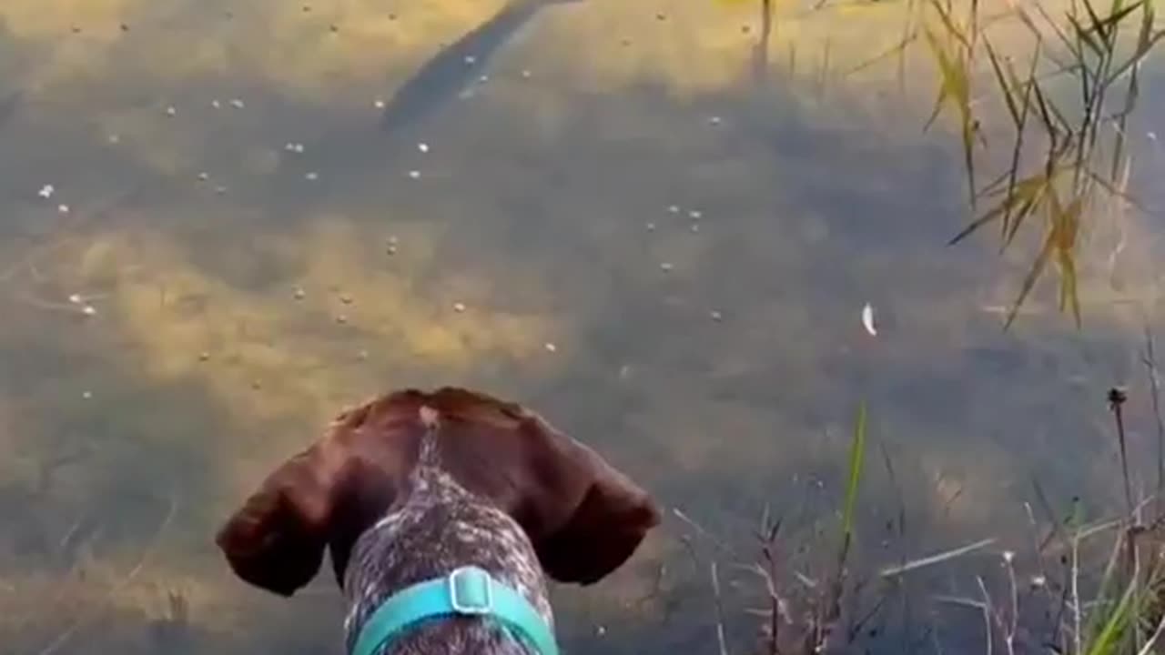 Buck at the pond