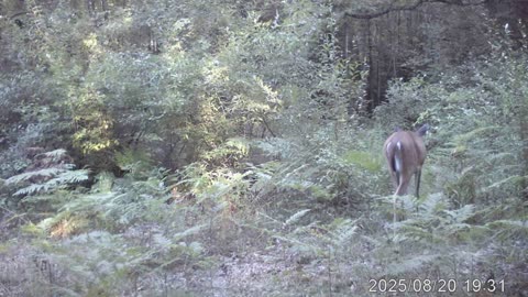 deer and bobcats play in the woods