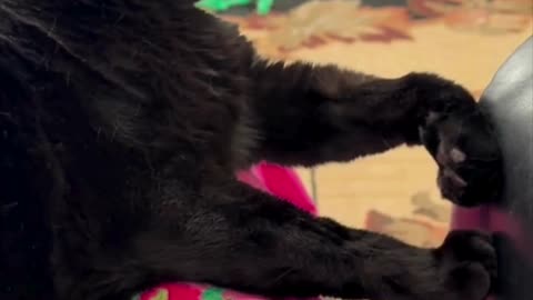 Cute Precious Piper Sees a Lizard Friend Outside on the Window - My Adopted Shelter Cat Vlog #shorts