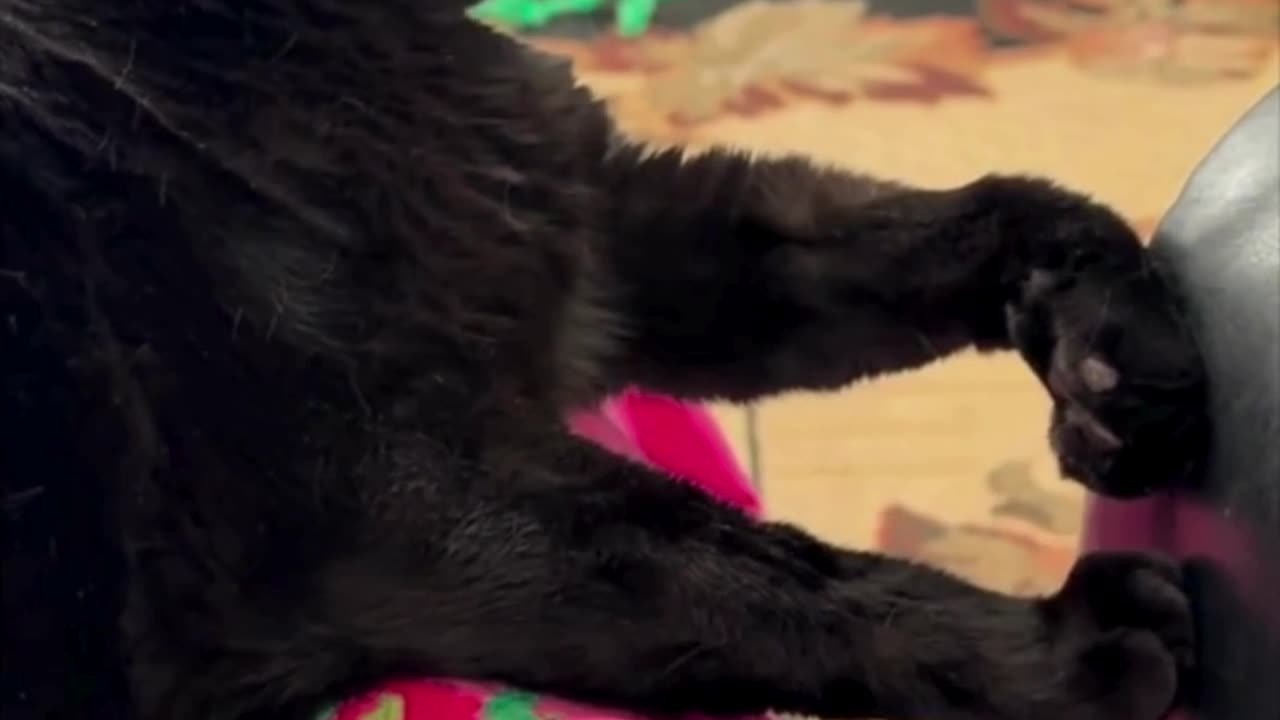 Cute Precious Piper Sees a Lizard Friend Outside on the Window - My Adopted Shelter Cat Vlog #shorts