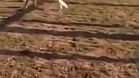 Funny animals #01