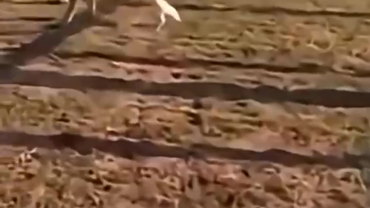Funny animals #01