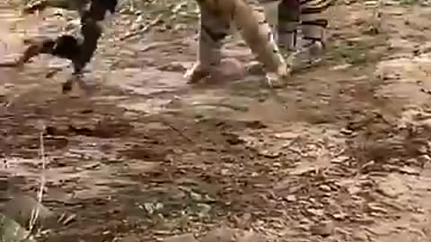 Tiger kills Dog!