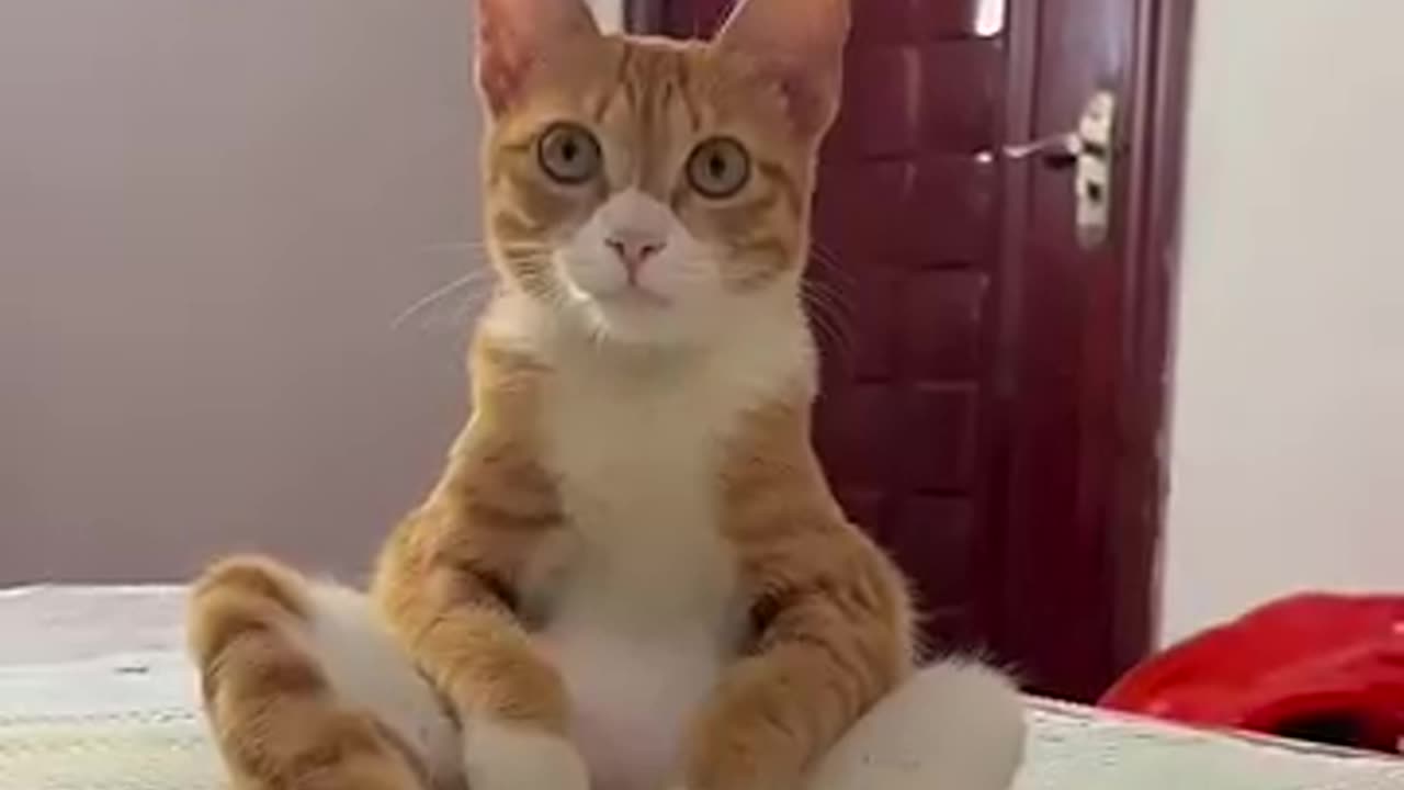 Adorable Animals Reacting in the Funniest Ways! 😂🐾 #CuteAnimals #FunnyPets"