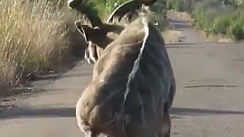 Kudu Survives Lion Attack and Gets Stranded on the Road