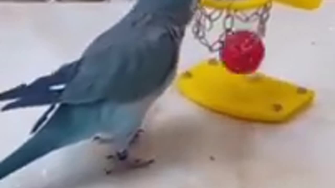 Amazing Animal Videos | Smart Parrot Bird Doing Smart Work |