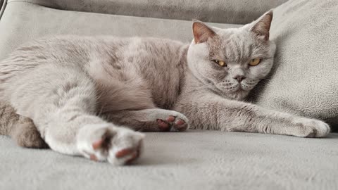 British Shorthair Cat Relaxed On The Couch