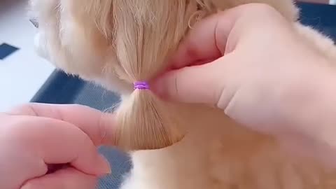 Cute dog