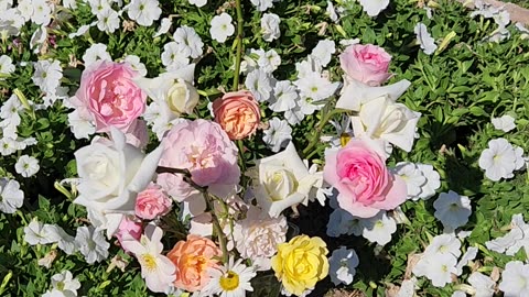 A Floral Selection